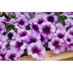 PETUNIA COLORI VARI V.14...