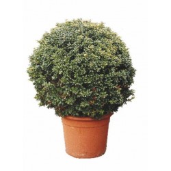 ILEX CRENATA DARK GREEN...