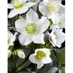 HELLEBORUS NIGER  V.13 BIANCO