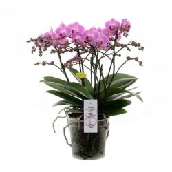 copy of PHALAENOPSIS MULTI....