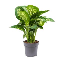 DIEFFENBACHIA REEVA V.24