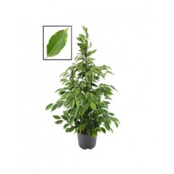 FICUS BENJAMINA PIRAMIDE V.27