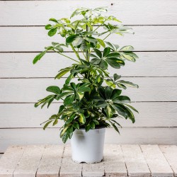 SCHEFFLERA V.19