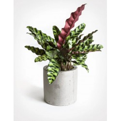 CALATHEA INSIGNIS V.19