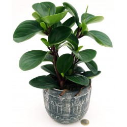 PEPEROMIA OBTUSIFOLIA V.14