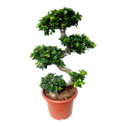 BONSAI FICUS "S" SHAPE V.25