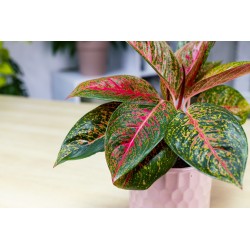 AGLAONEMA VARIEGATA ROSSA