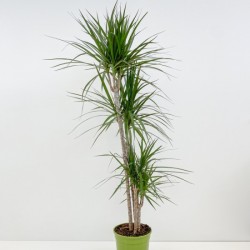 DRACAENA MASSANGEANA V.24