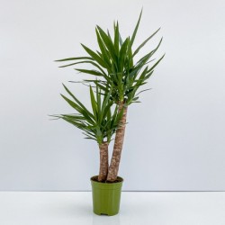 YUCCA V.17