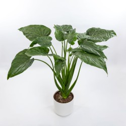 ALOCASIA REGAL O ZEBRINA V.21
