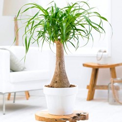 BEAUCARNEA NOVARA H30CM