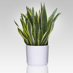 SANSEVIERIA LAURENTII V.30...