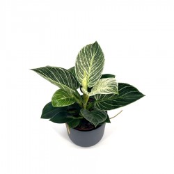 PHILODENDRON BIRKIN H100 V.21