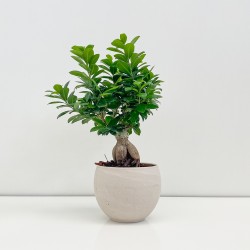BONSAI FICUS GINSENG V.19