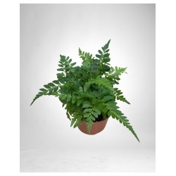 ASPLENIUM PARVATI BASKET V.20