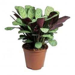 CALATHEA BIO AMAGRIS BASKET...