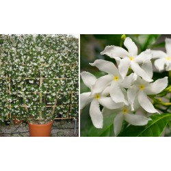 RHYNCOSPERMUM JASMINOIDES V.17