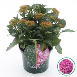 HYNDRANGEA BLACK DIAMONDS...