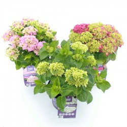 HYDRANGEA FOREVER & EVER...