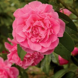 CAMELIA JAPONICA V.21