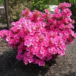 AZALEA JAPONICA RUSTICA...