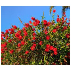 CALLISTEMON V.30