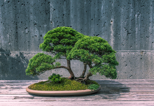 Plant in a Box - Bonsai con sistema idrico di facile manutenzione