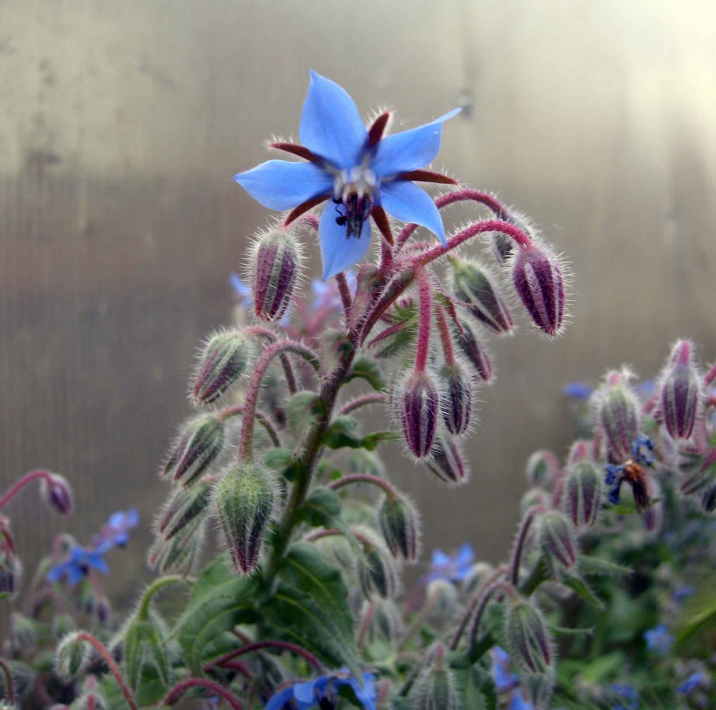 Un fiore nel piatto: borragine, bella e buona