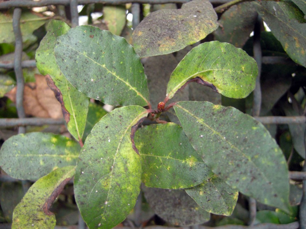 Fumaggine, quella patina nera