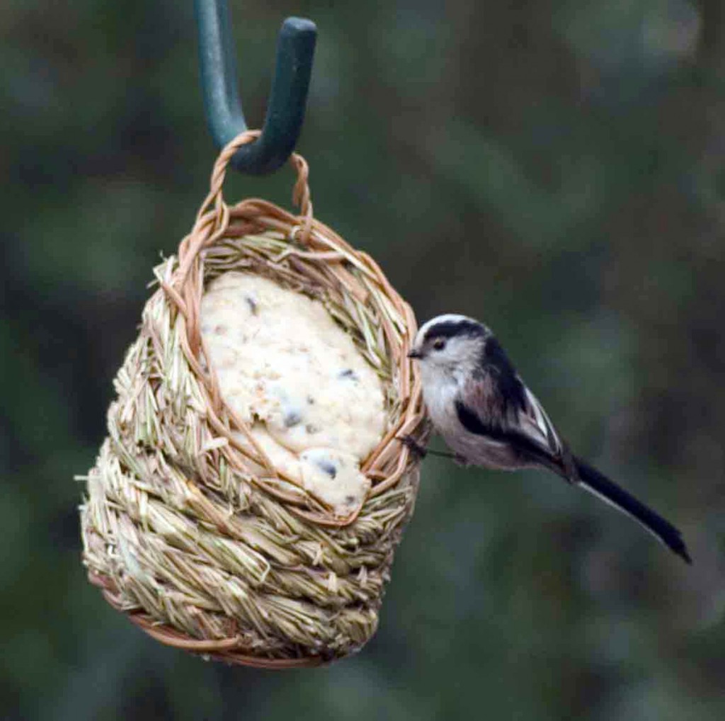 Come aiutare gli uccellini per l’inverno