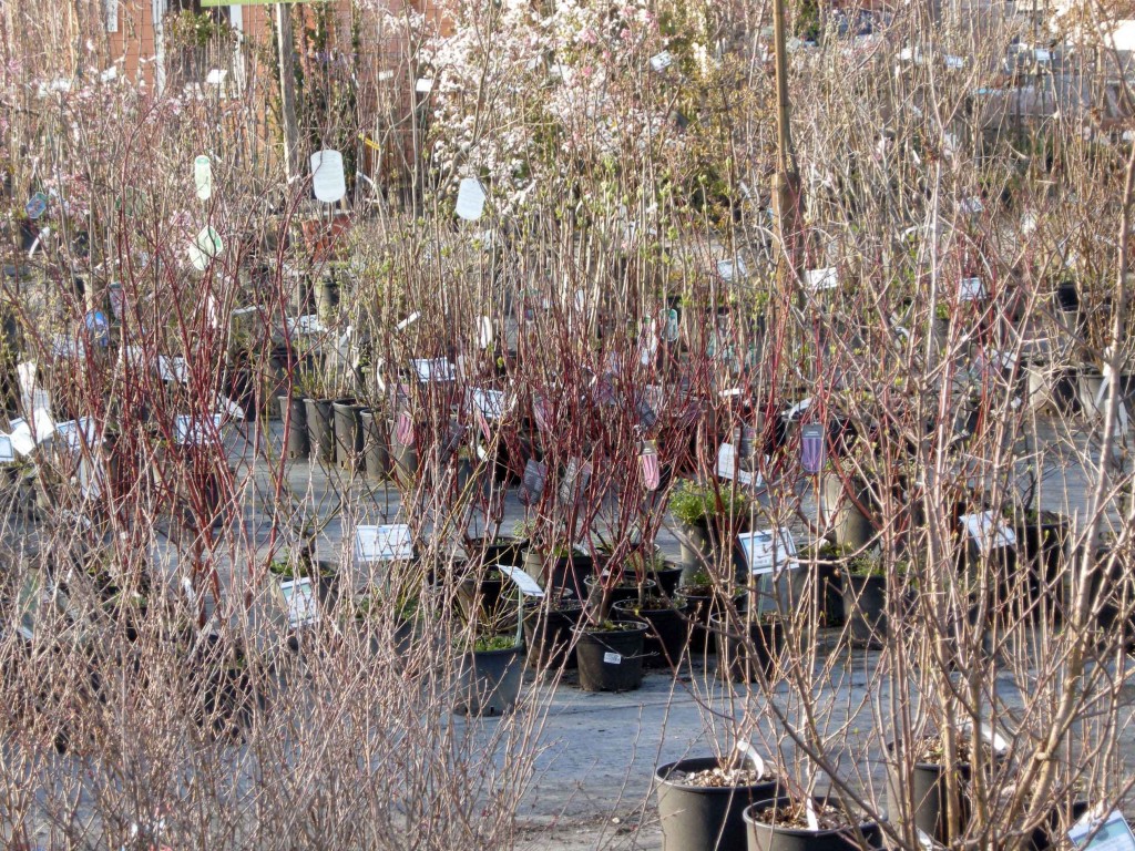 Piantare un albero aiuta il Pianeta