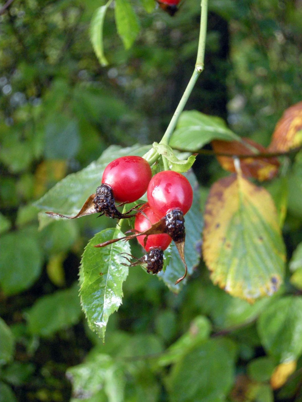 Rosa canina, fiori, frutti e benessere