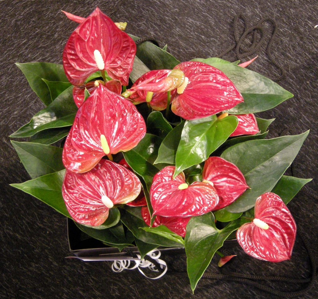 Anthurium, il rosso “alternativo”