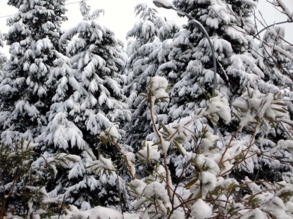 Neve: un danno o un vantaggio?