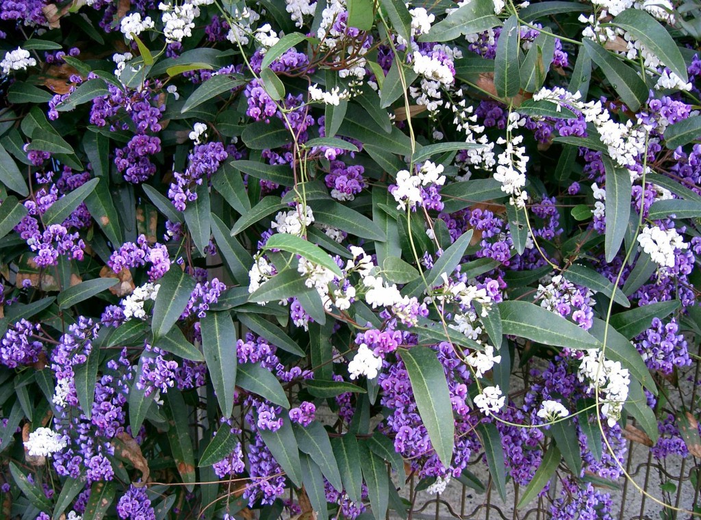 Inverno nel giardino fiorito