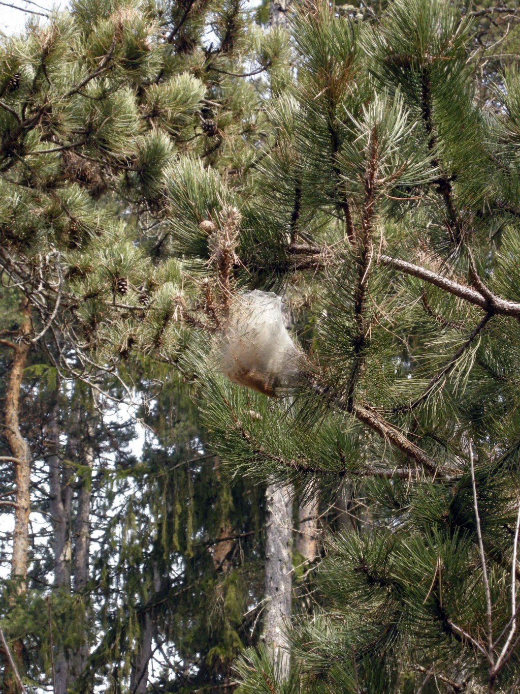 Processionaria, pericolo primaverile