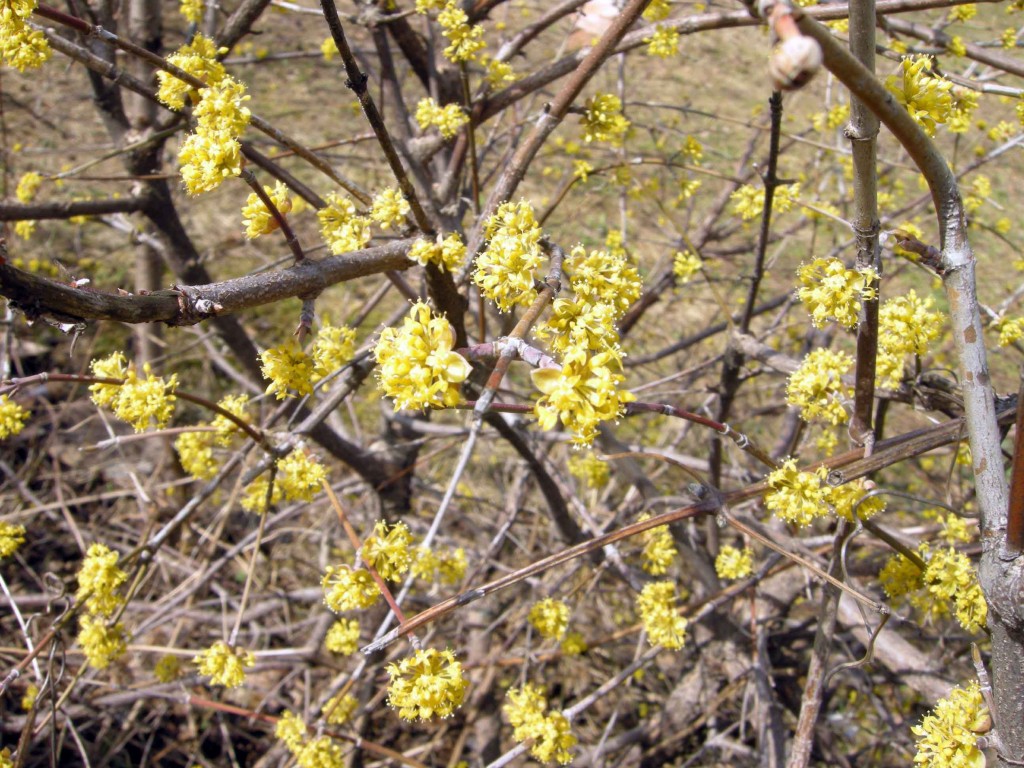 Corniolo, dal legno alla marmellata (e fiori amici delle api)