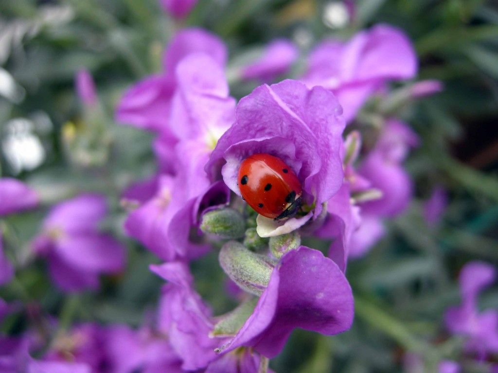 Coccinelle contro gli afidi