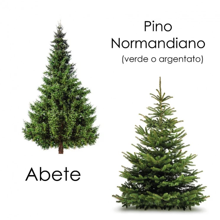 Albero vero, il fascino  del naturale.