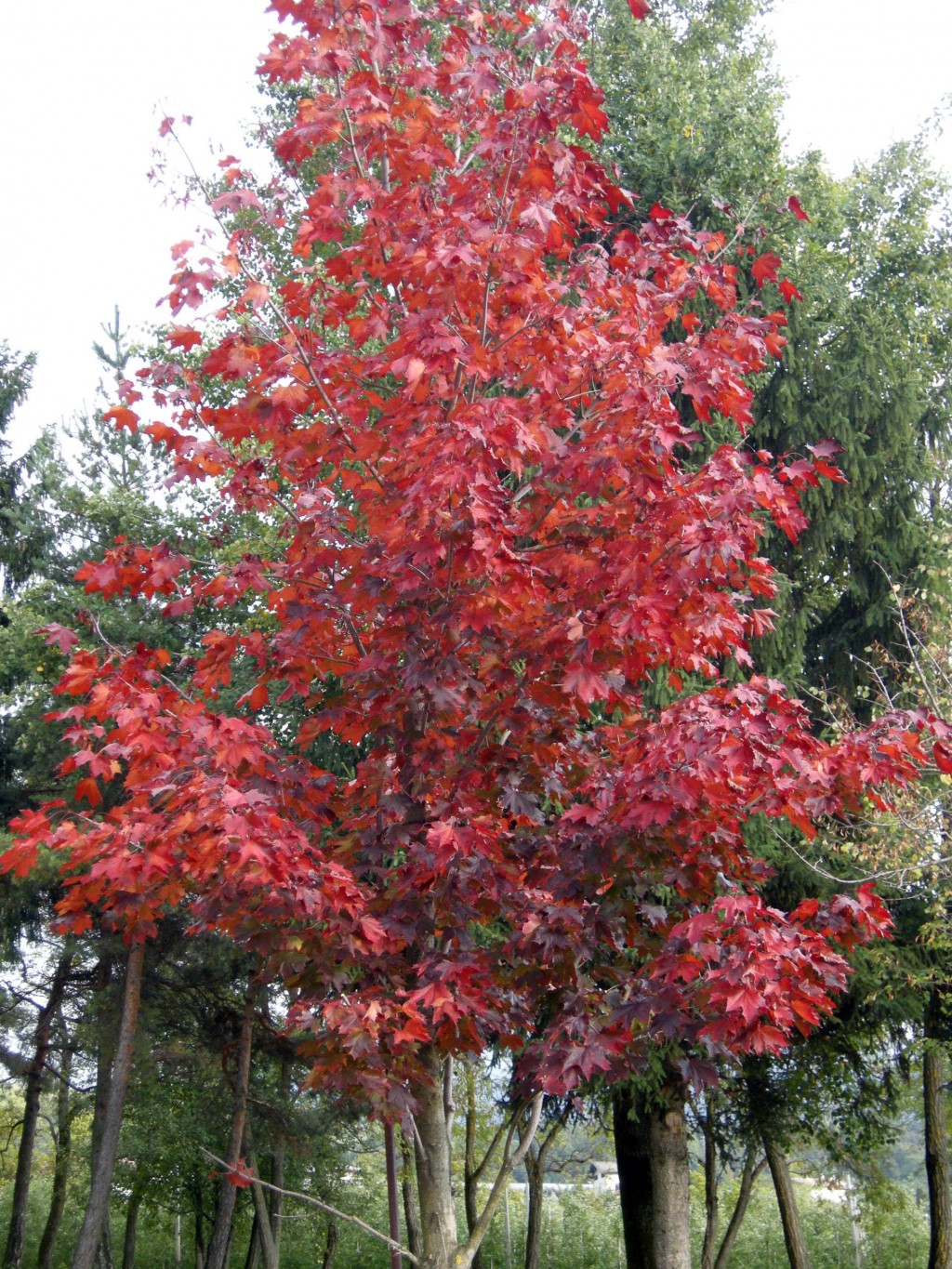 Foliage nostrano