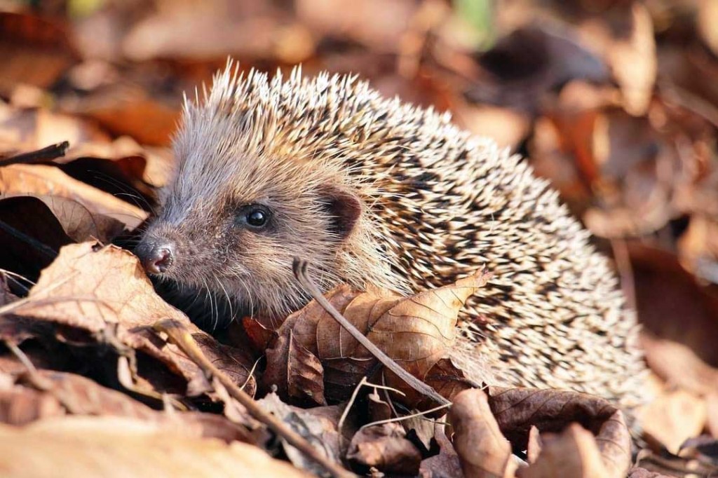 Pulizie, e l’angolo per la fauna selvatica?