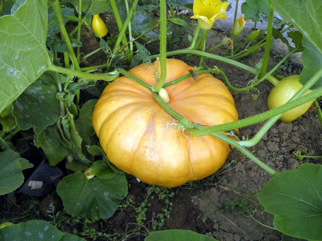 Zucca, e l’intestino ringrazia