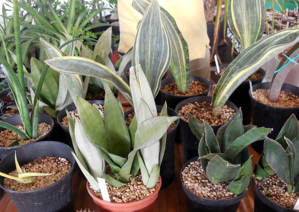 Sansevieria, a spada o a cilindro