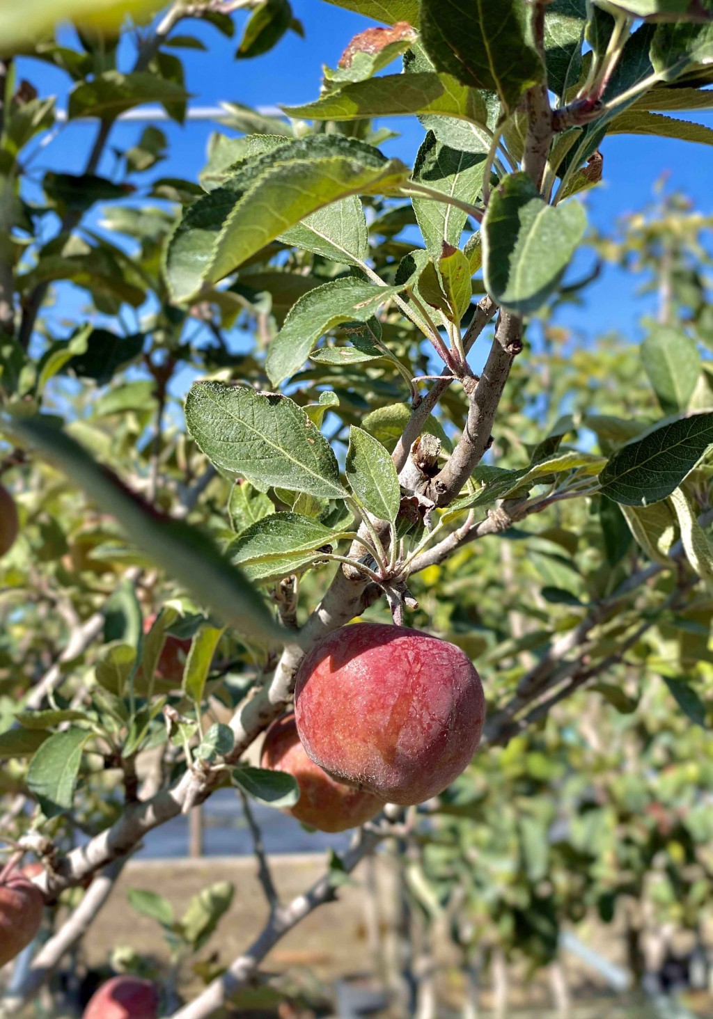 Un mini-frutteto in giardino