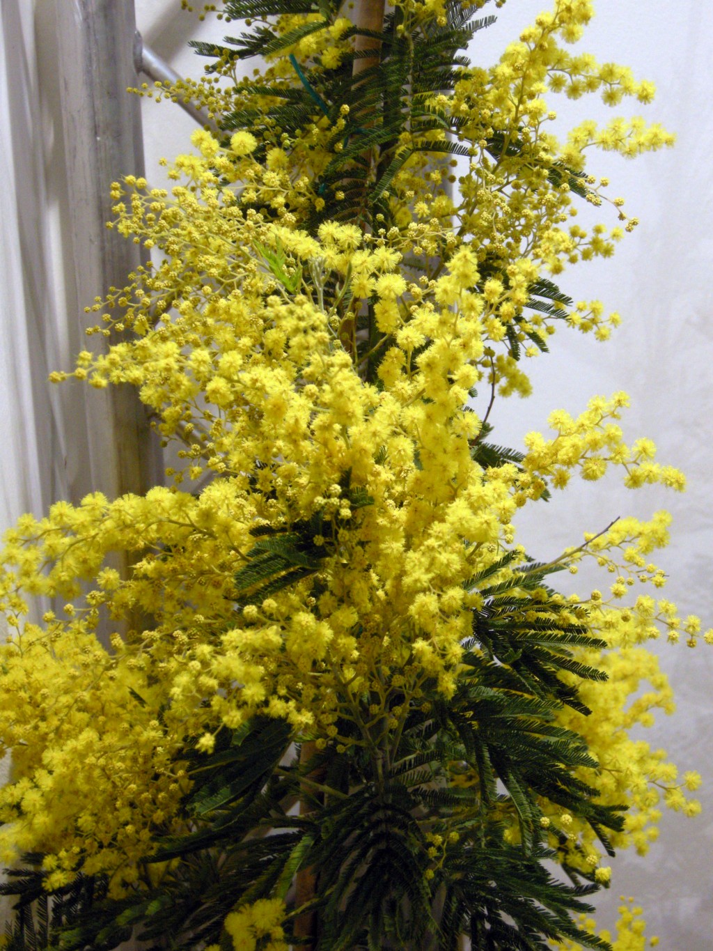 Mimosa in giardino o in vaso