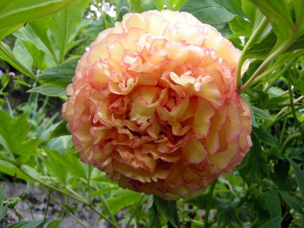 Peonia, la regina d’Oriente