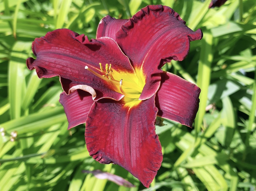 PIANTA DEL MESE: HERMELOCALLIS