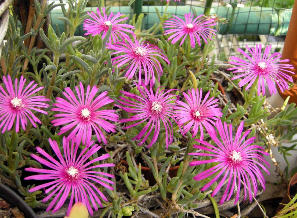 DRY BALCONY E DRY GARDEN
