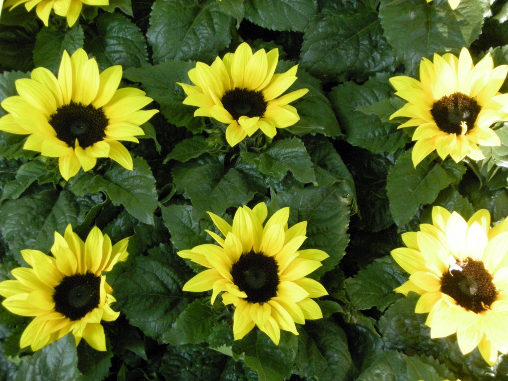 PIANTA DEL MESE: GIRASOLE