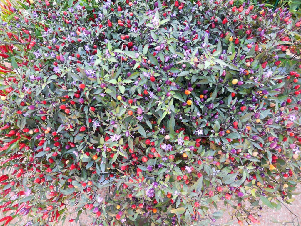PEPERONCINO: LA PIANTA DEL MESE